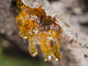 How to Remove Tree Sap from Carpet