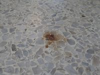 How To Remove A Terrazzo Stain