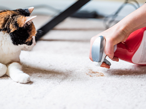 How to Treat Pet Urine Odor in Carpet